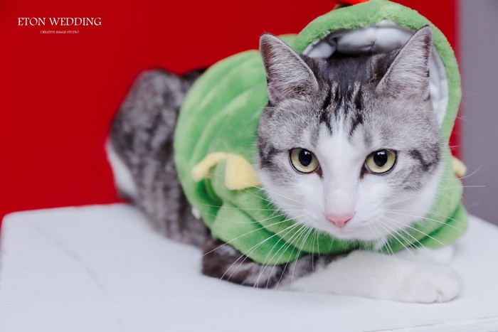 寵物寫真,寵物攝影,寵物照,毛孩照,紀念照